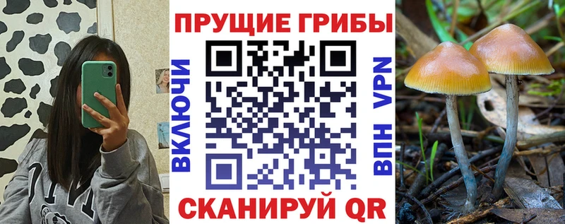 Галлюциногенные грибы Cubensis OMG ТОР Североуральск что такое